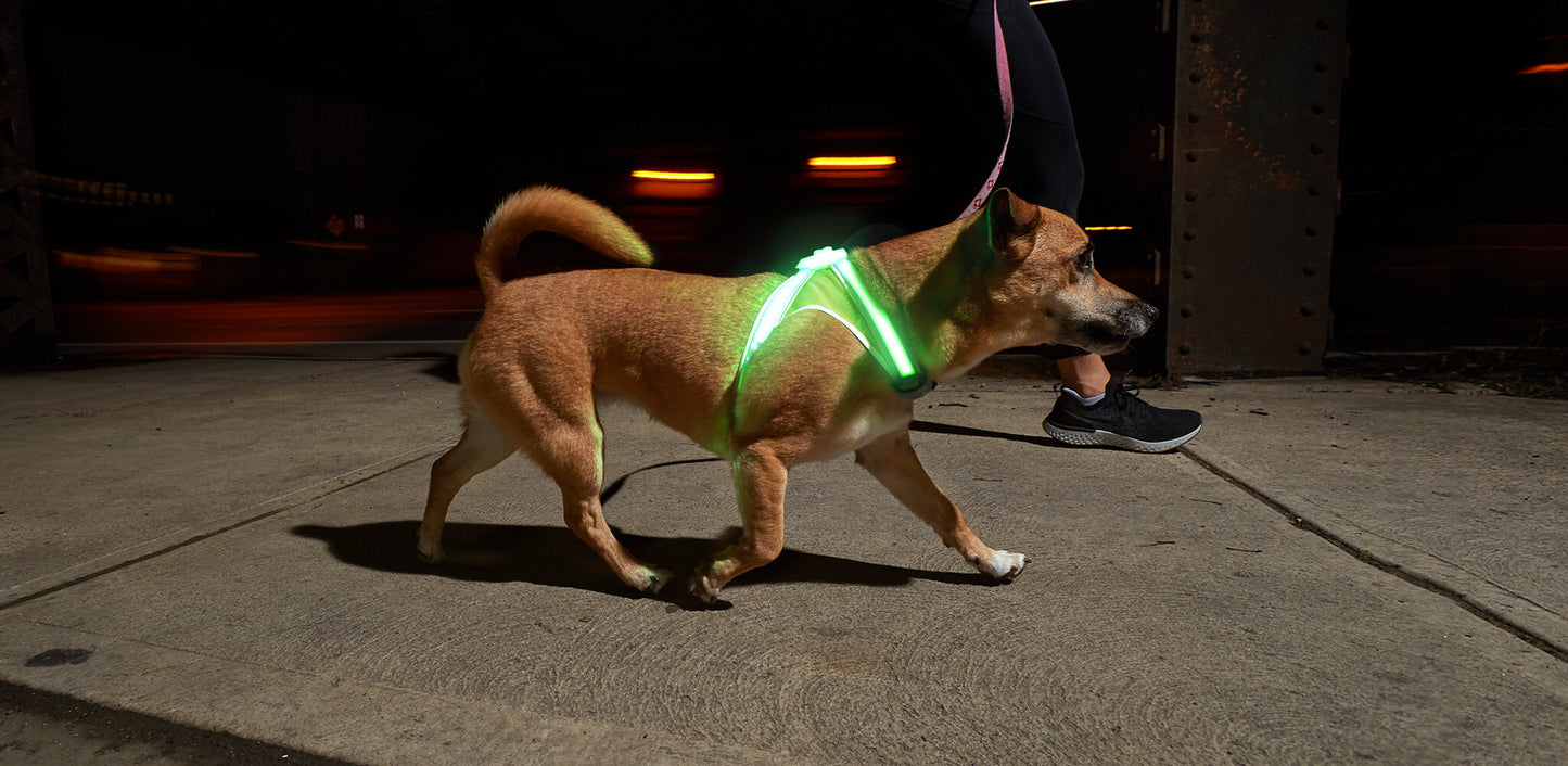 NOXGEAR LIGHTHOUND HARNESS
