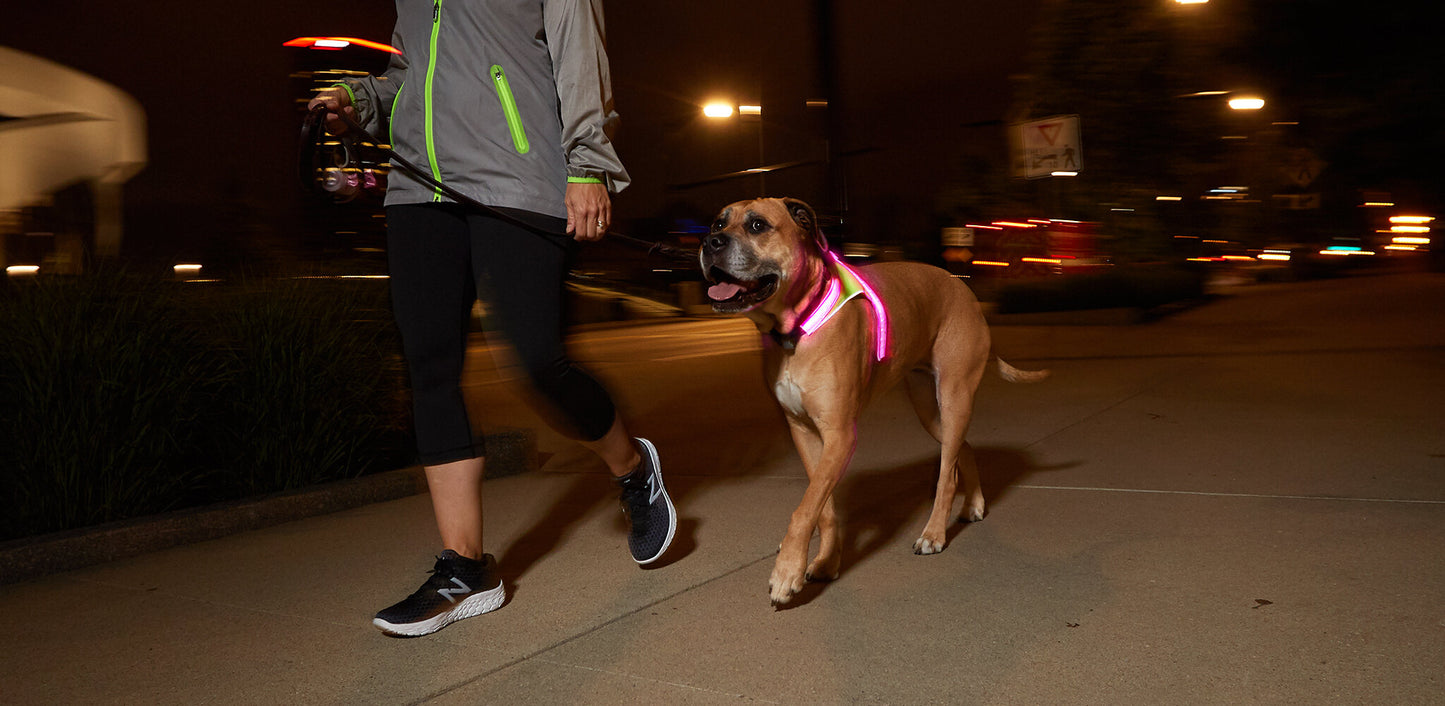 NOXGEAR LIGHTHOUND HARNESS