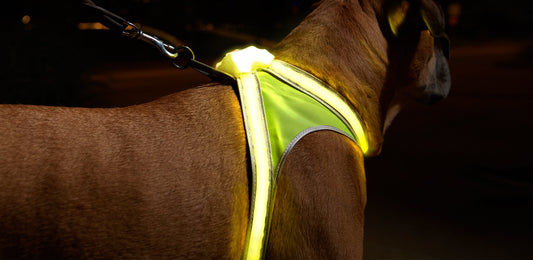 NOXGEAR LIGHTHOUND HARNESS